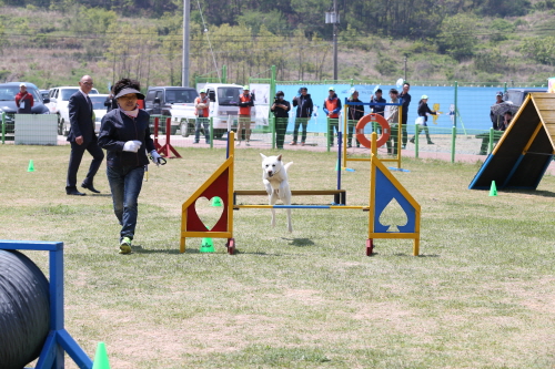 제2회 진도개의 날 첨부#16