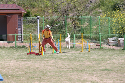 제2회 진도개의 날 첨부#18