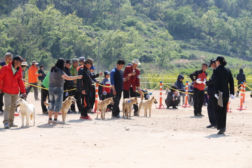 제2회 진도개의 날 첨부#19