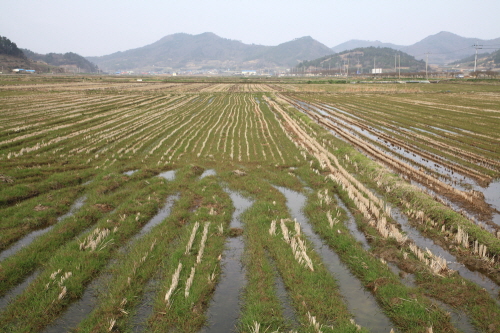 진도군, 친환경 농업 본격 시동…고품질 쌀 생산 농자재 공급 이미지