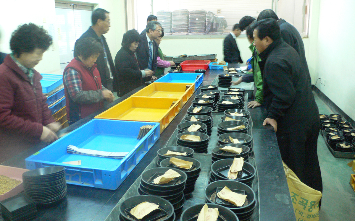진도군, 전국 최초 흑미 우량품종 연구 사업 ‘착착’ 진행 이미지