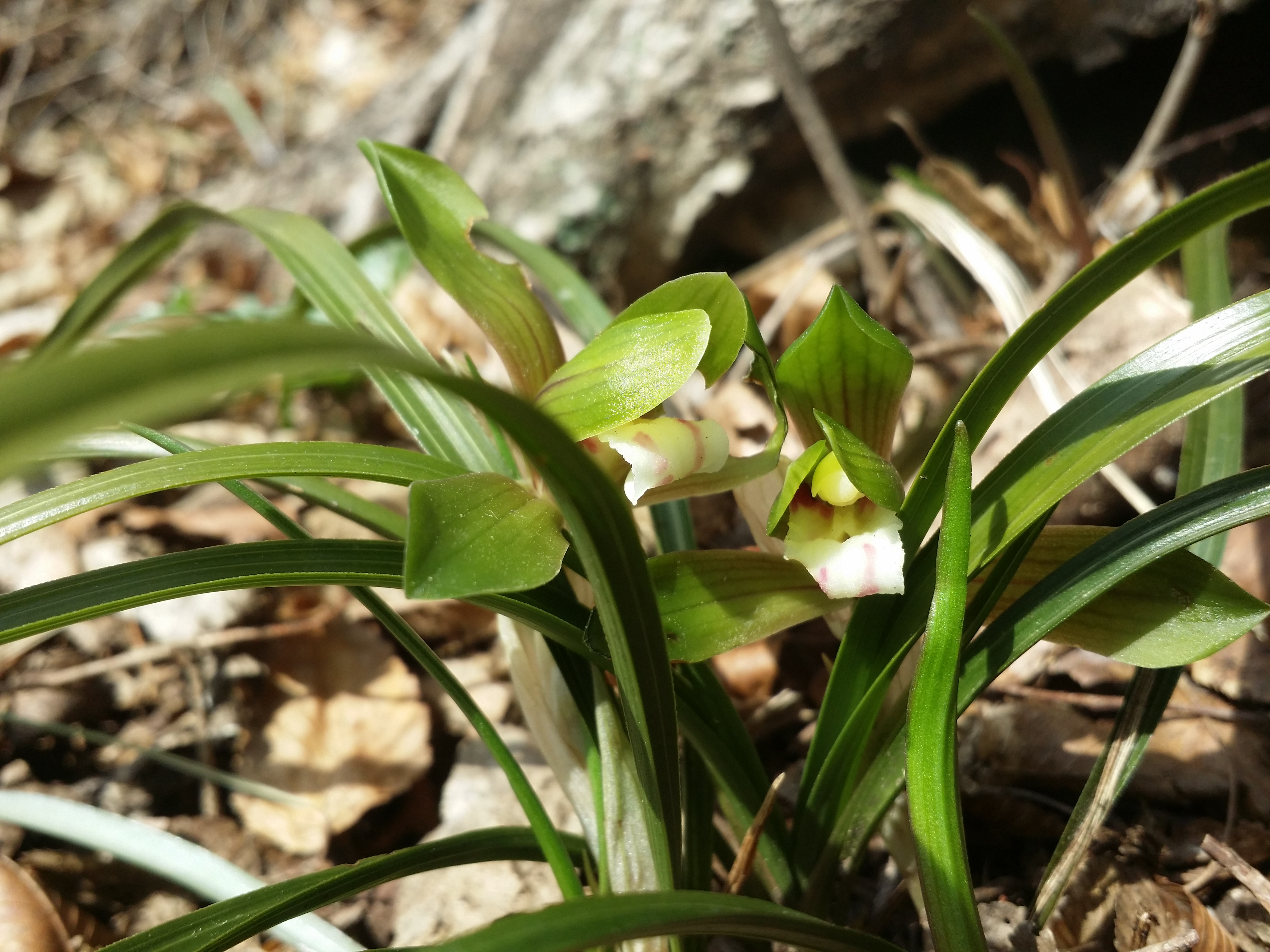 진도접도웰빙길에 야생화잔치 첨부#2