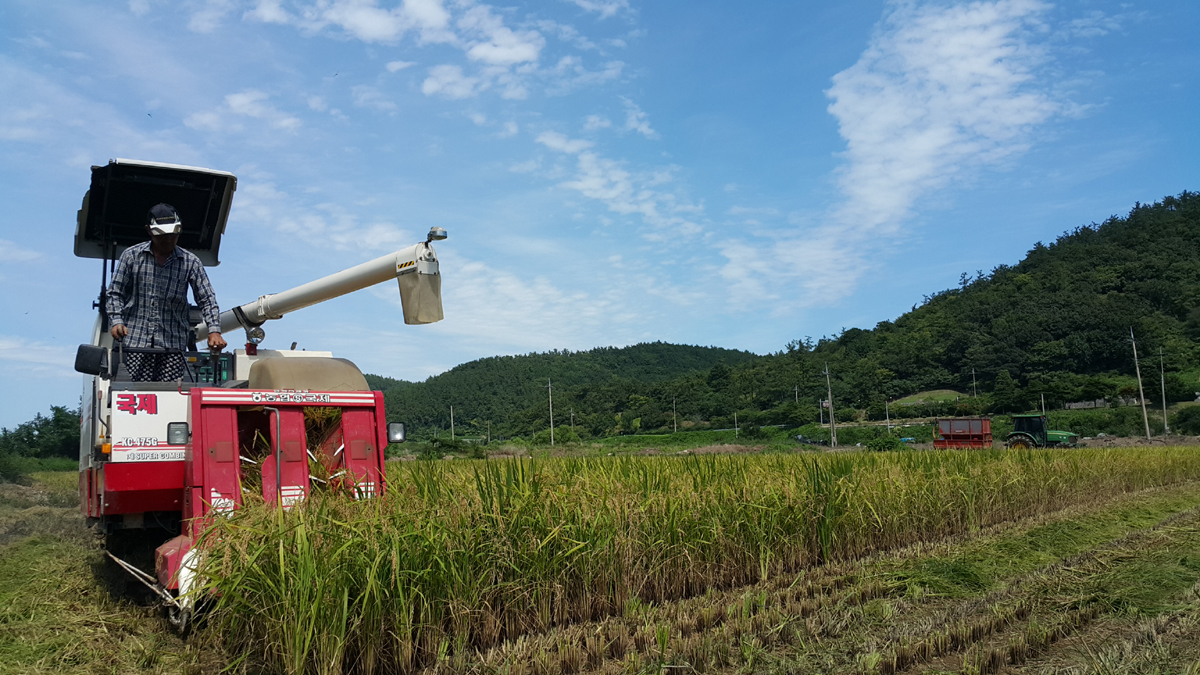 진도군, 논 타작물 재배 지원 사업 추진…쌀 수급 안정 박차 이미지