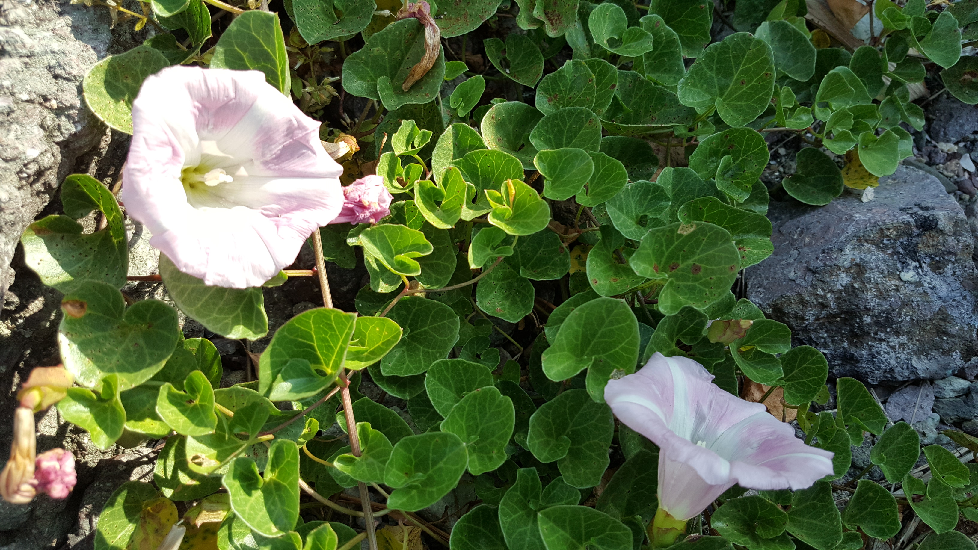 2018년6월1일 접도웰빙길에 야생화. 첨부#2