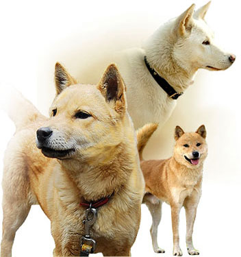 Jindo Dog 첨부#1