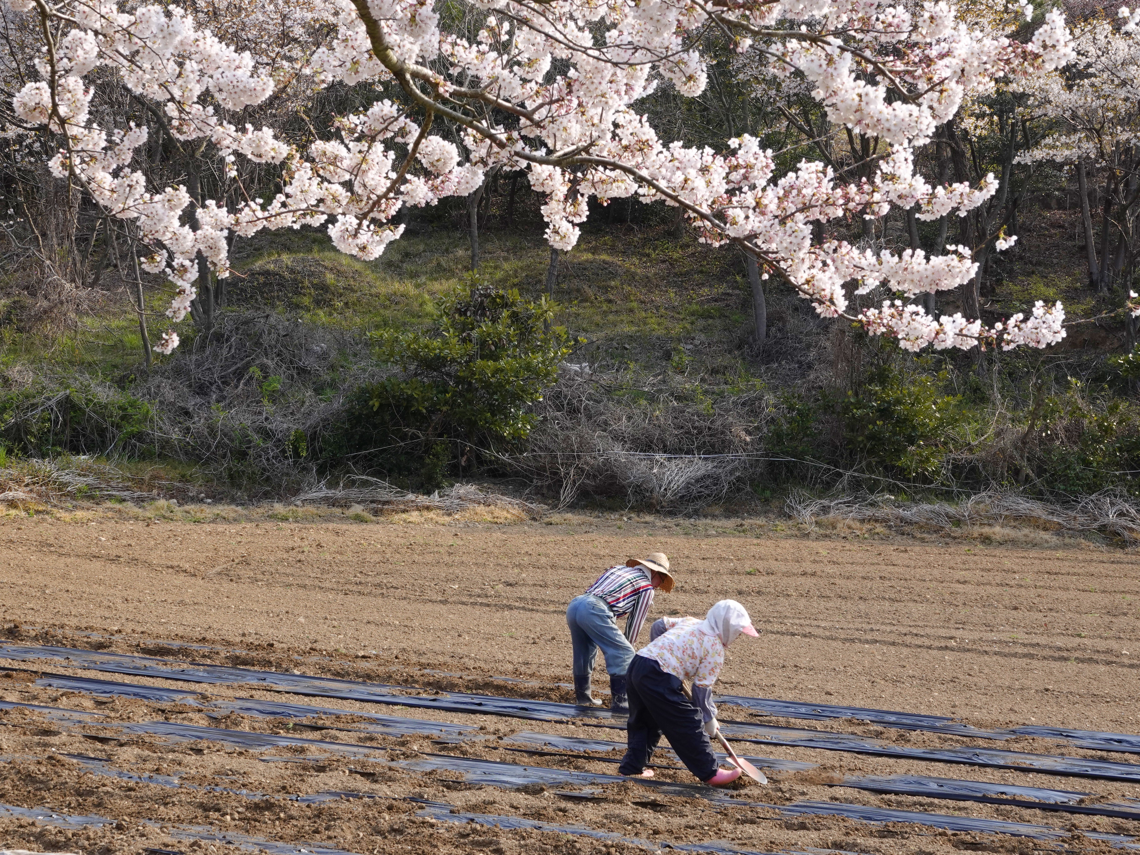 (사진보도자료)봄맞이 밭가는 노부부 이미지