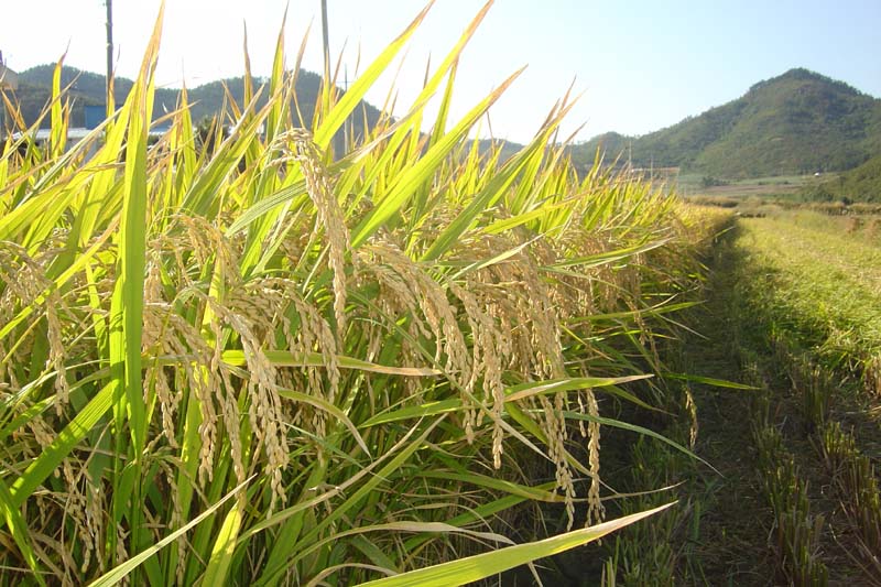 진도군, 가루쌀 생산단지 조성 공모사업 선정 이미지