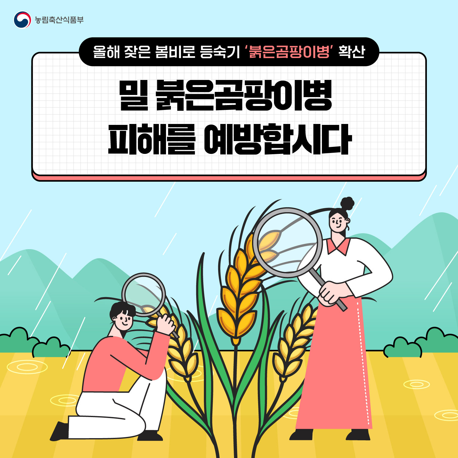 맥류 '붉은곰팡이병' 사전 예방 안내 첨부#1