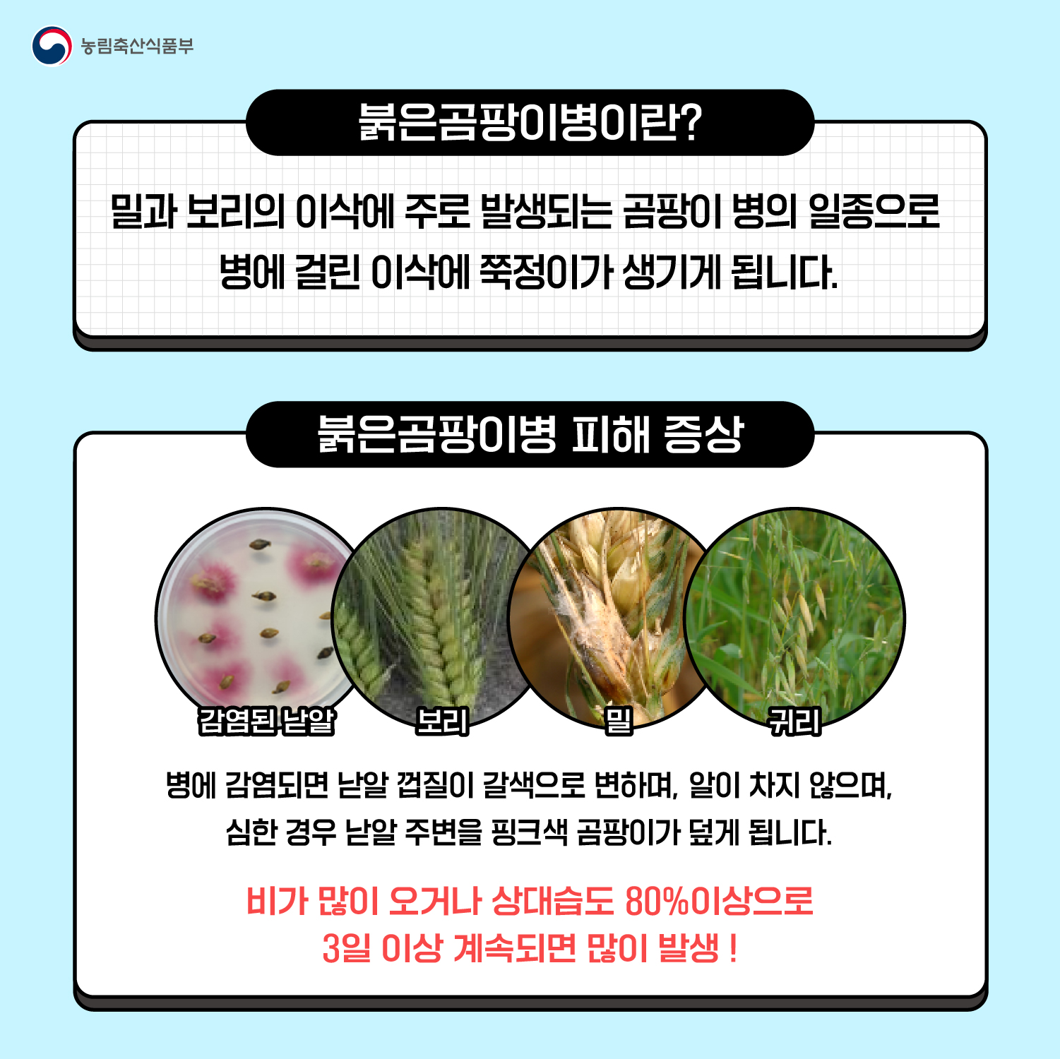 맥류 '붉은곰팡이병' 사전 예방 안내 첨부#2