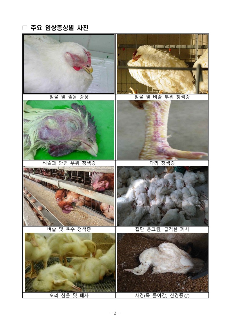 「고병원성 AI 주요 임상증상 및 신고요령 」안내 첨부#2