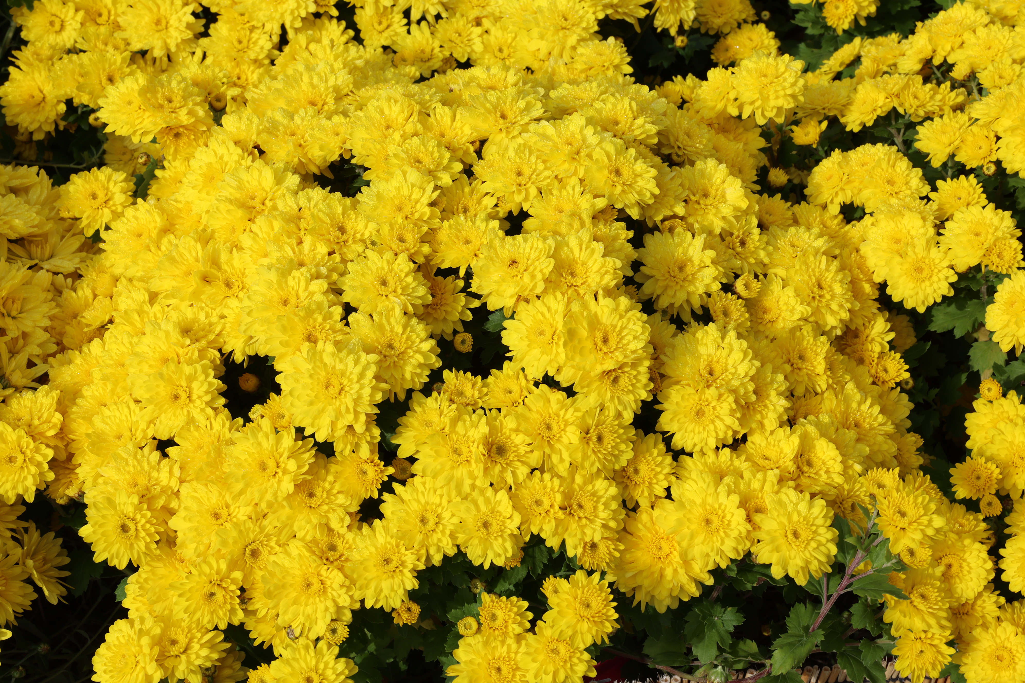 2024 보배섬 국화 축제 개막식 첨부#7