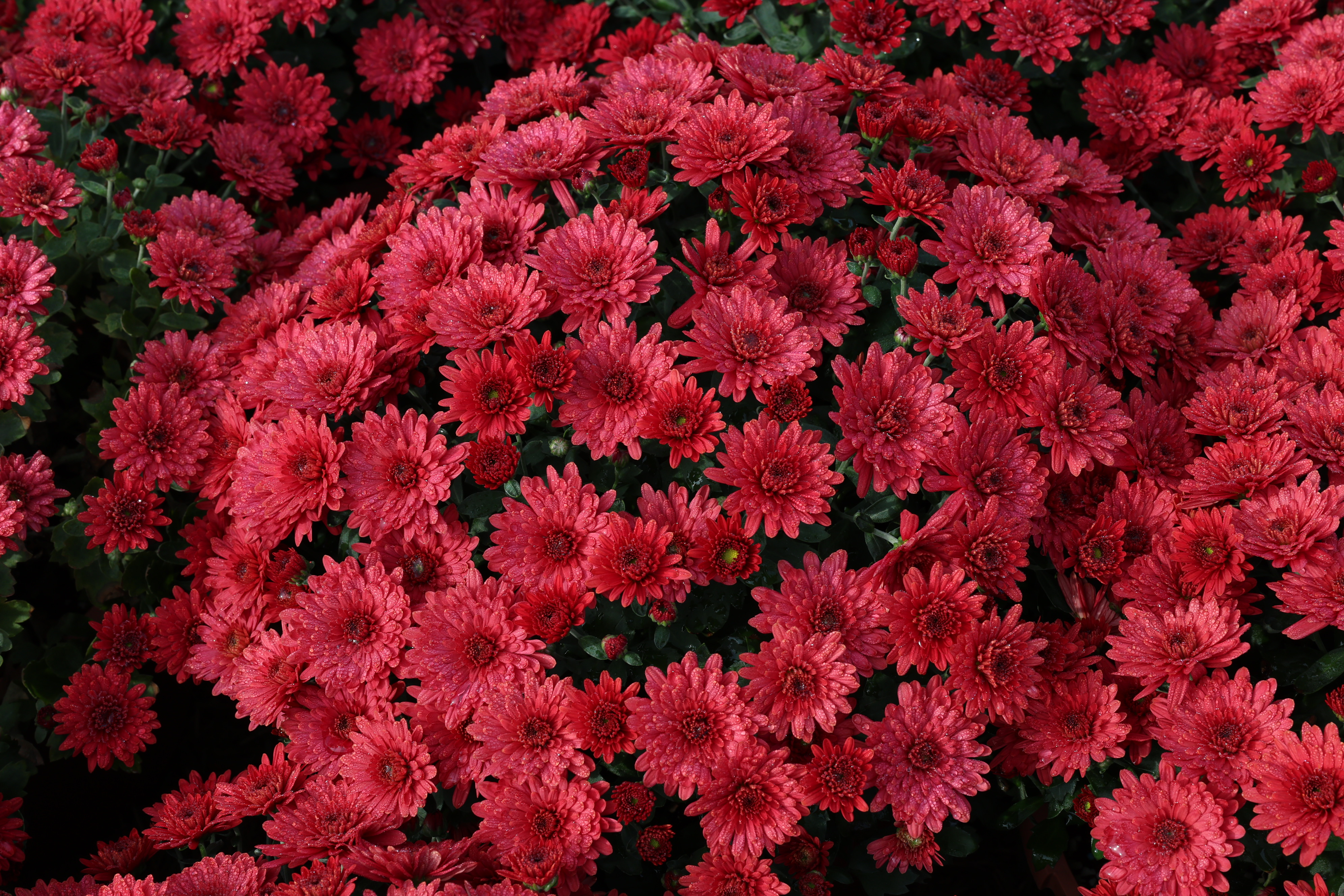 2024 보배섬 국화 축제 개막식 첨부#8