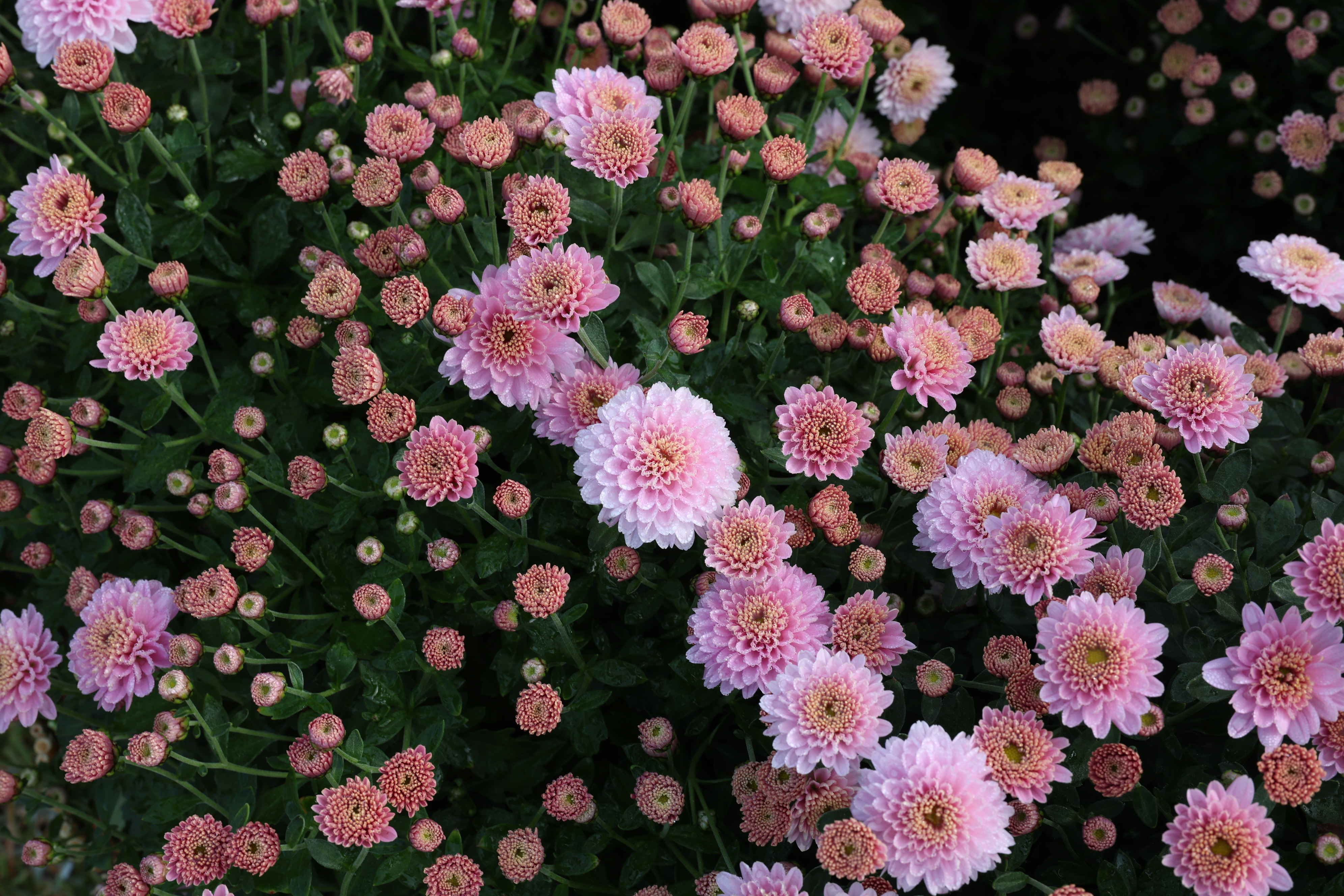 2024 보배섬 국화 축제 개막식 첨부#9