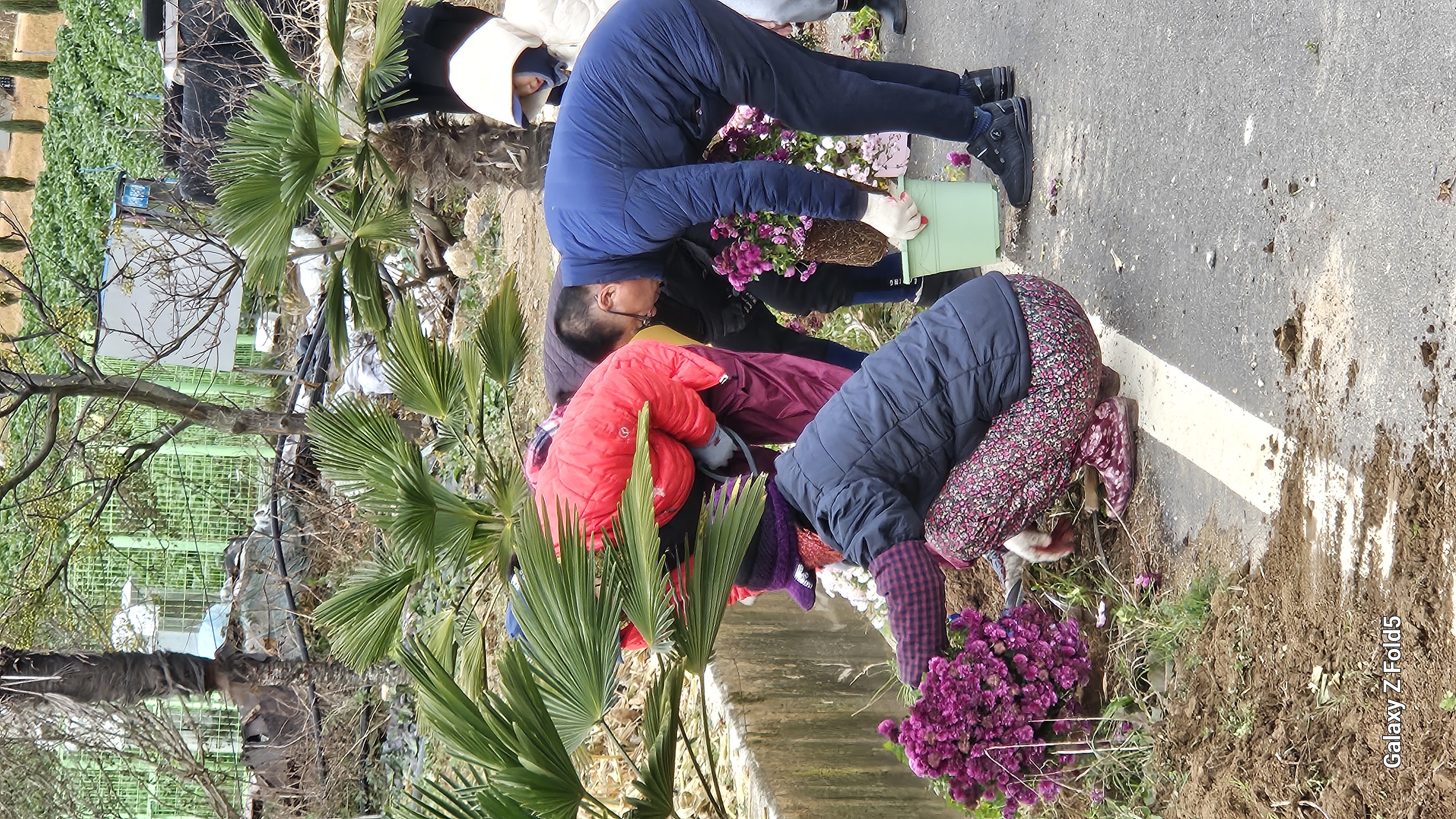 하굴마을 국화꽃길 만들기 첨부#5
