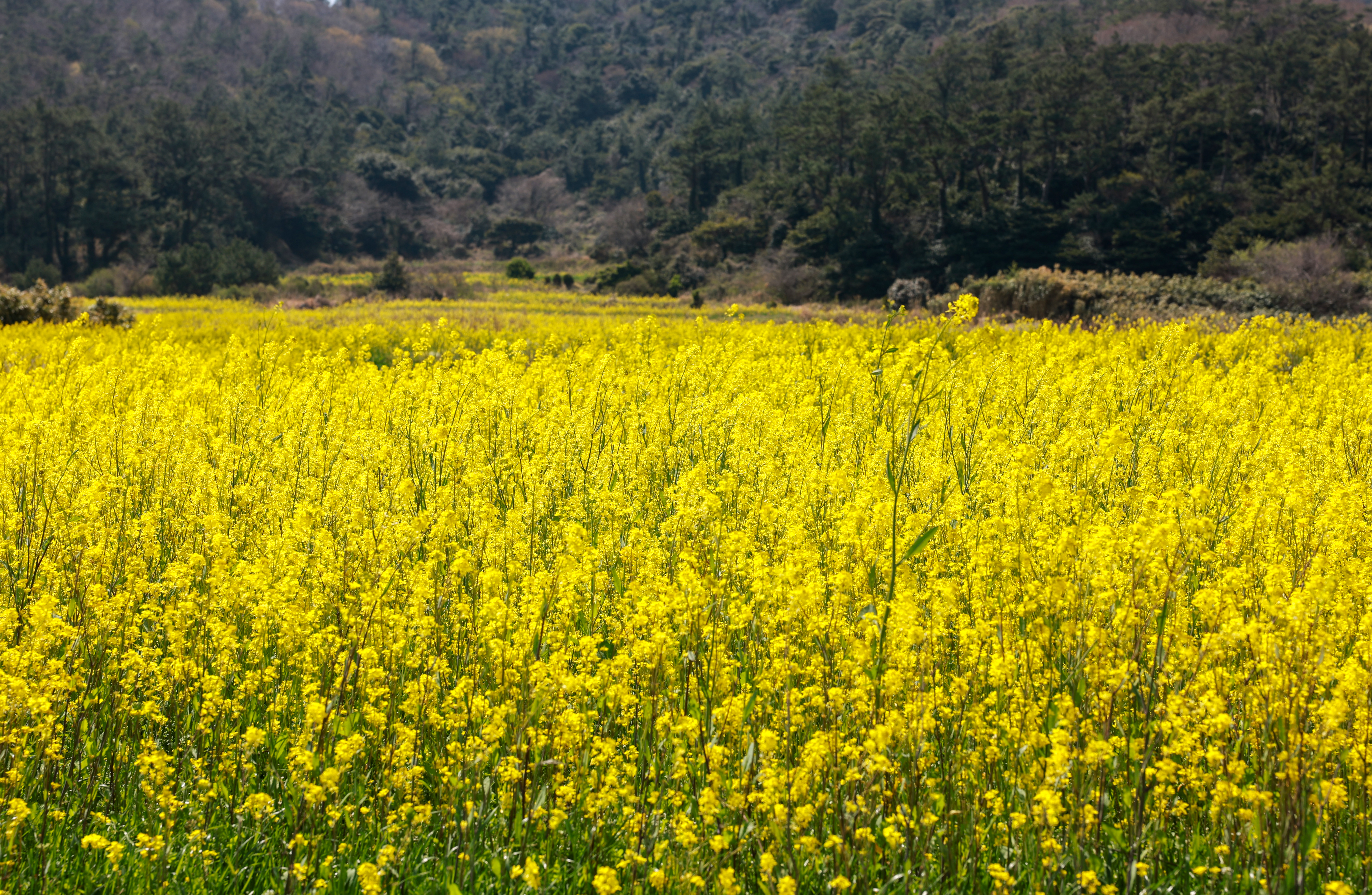 2025 보배섬 유채꽃 축제 사전 점검 첨부#6
