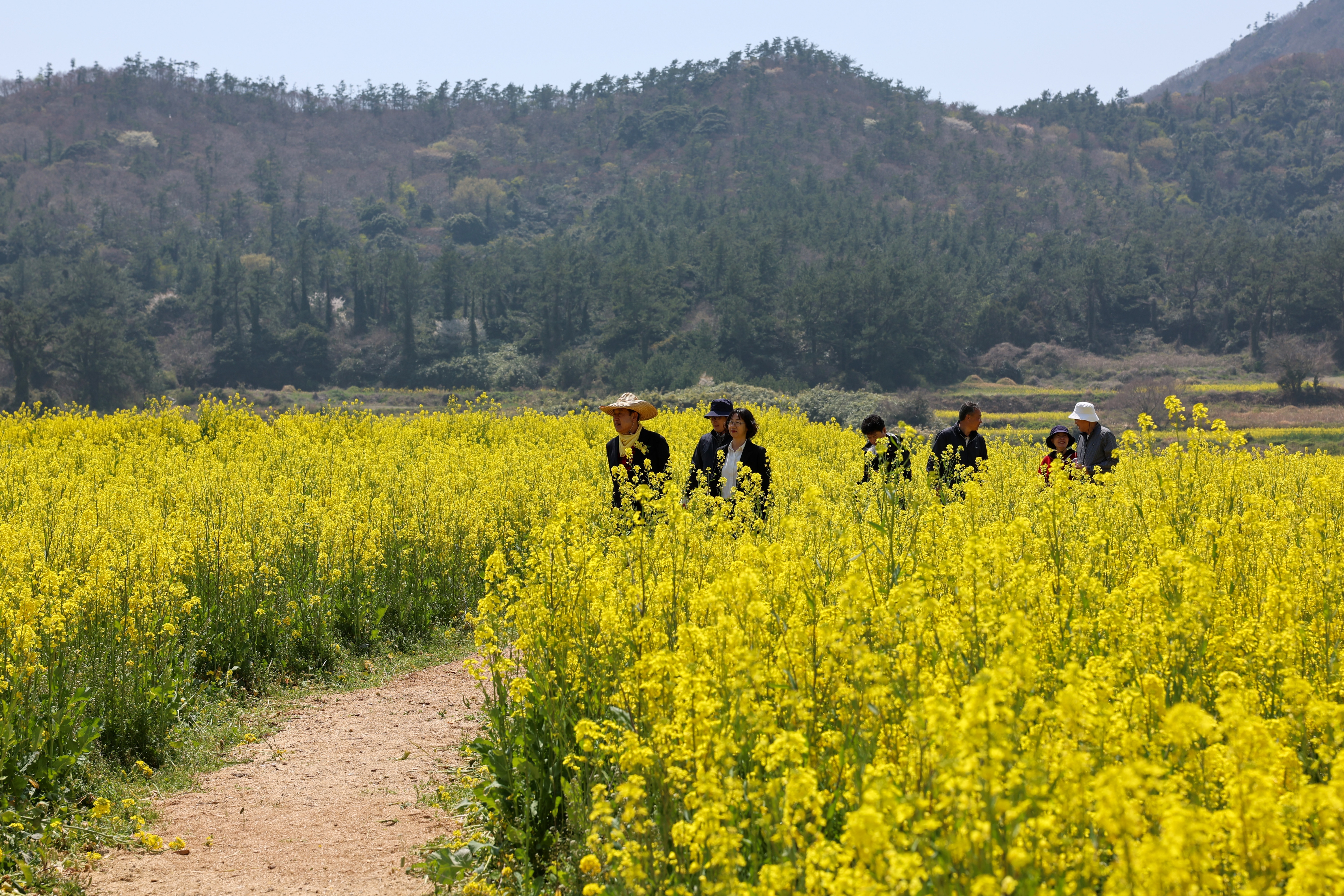 2025 보배섬 유채꽃 축제 이미지