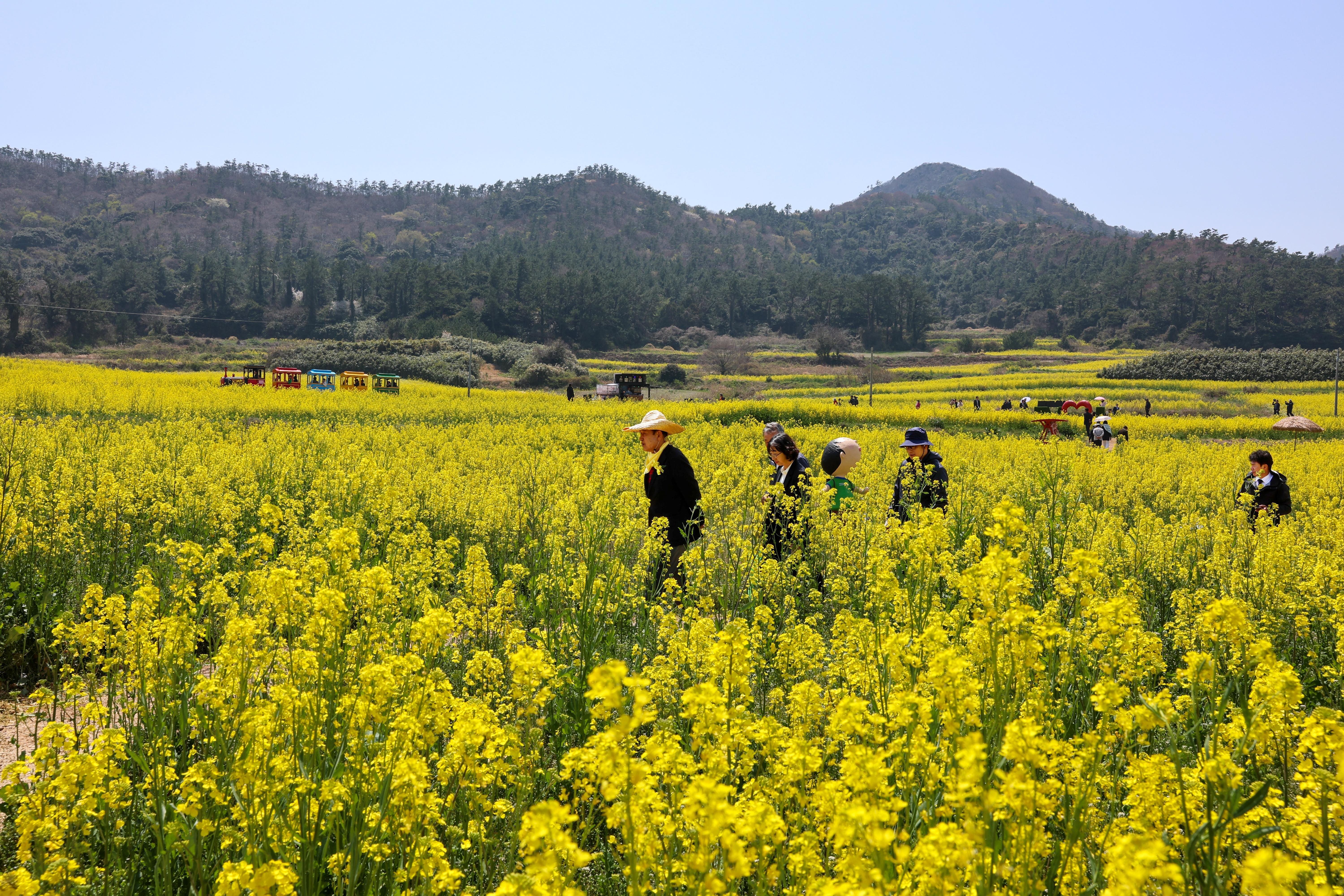 2025 보배섬 유채꽃 축제 첨부#2