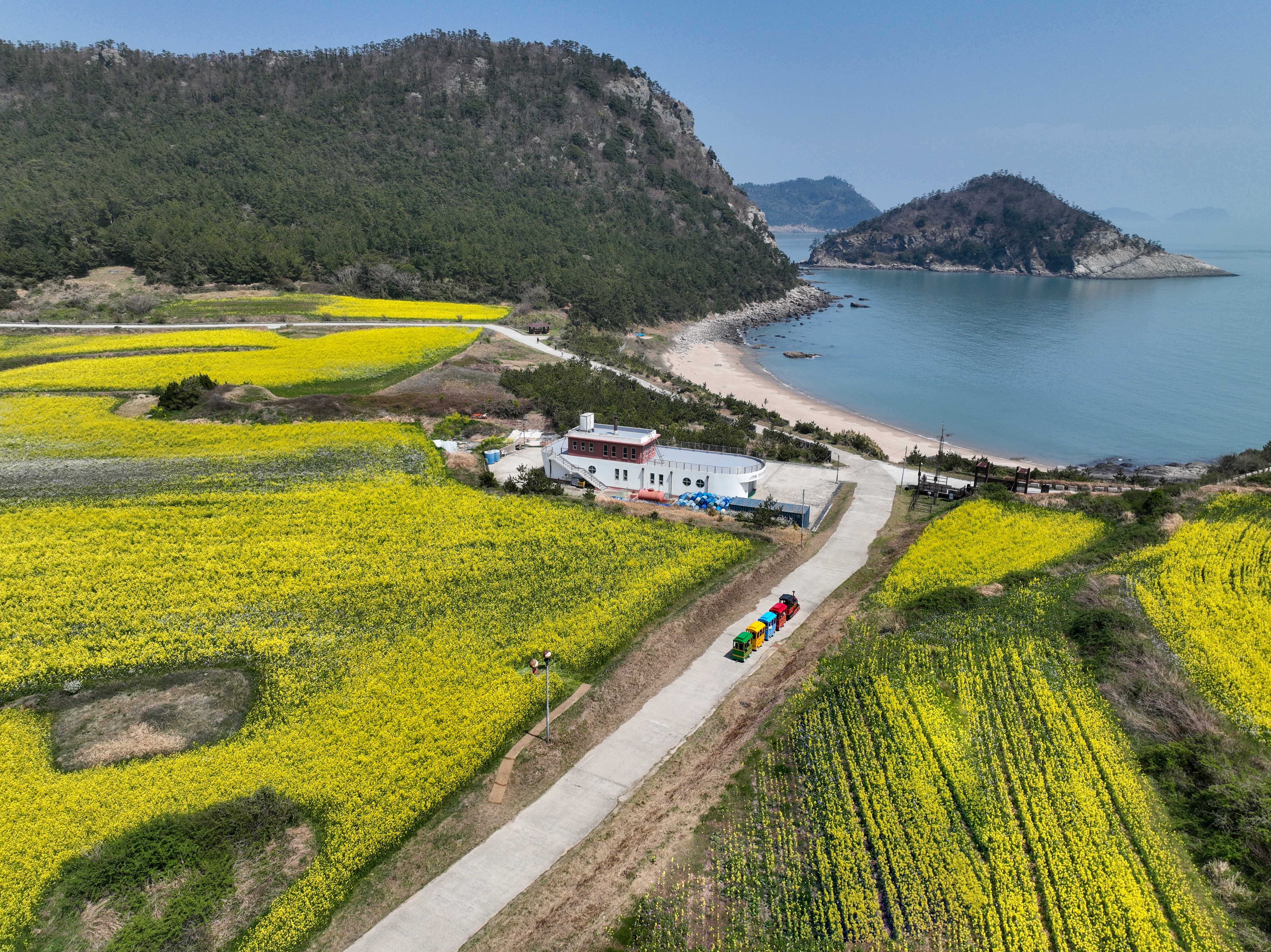 2025 보배섬 유채꽃 축제 첨부#5