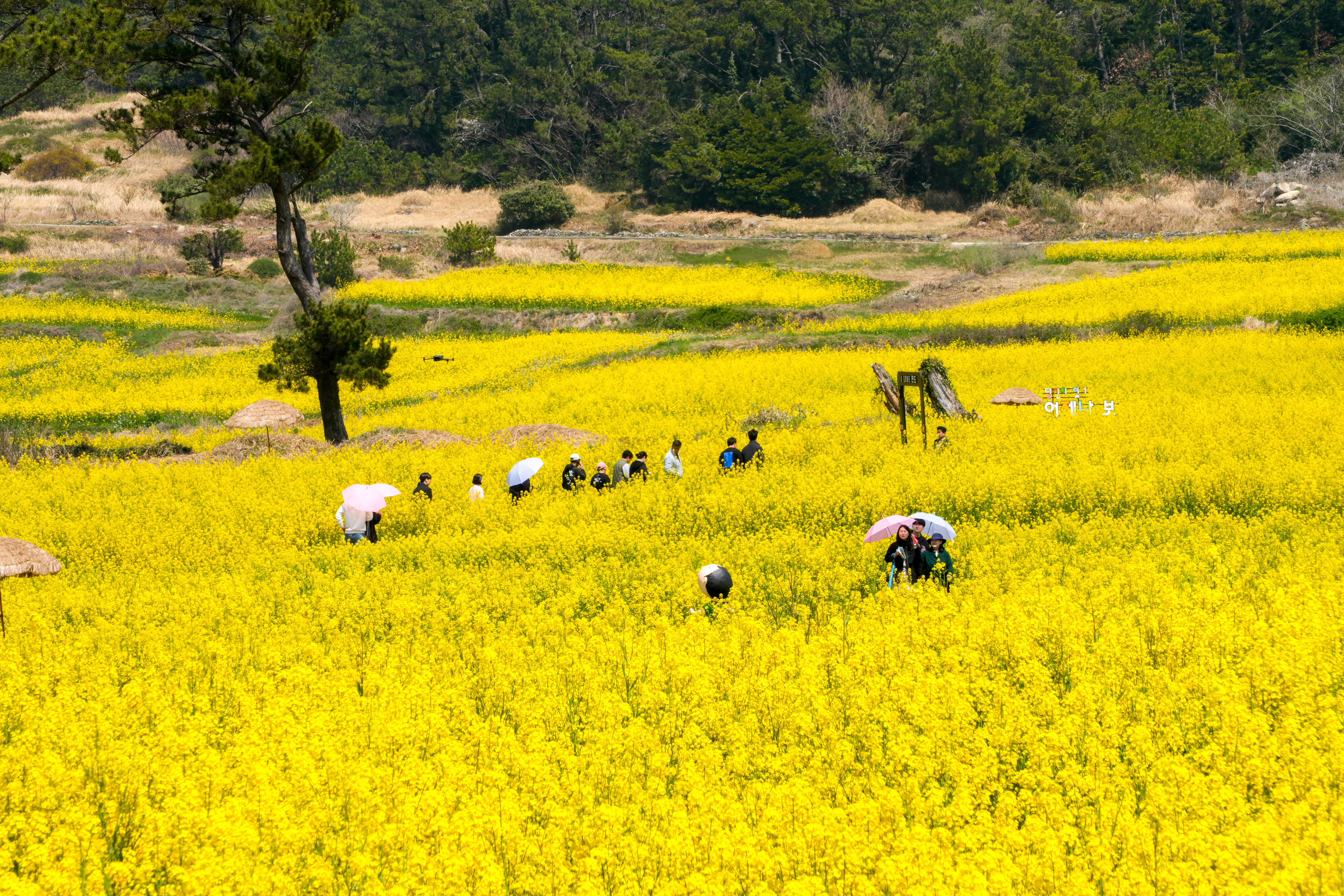 2025 보배섬 유채꽃 축제 첨부#6