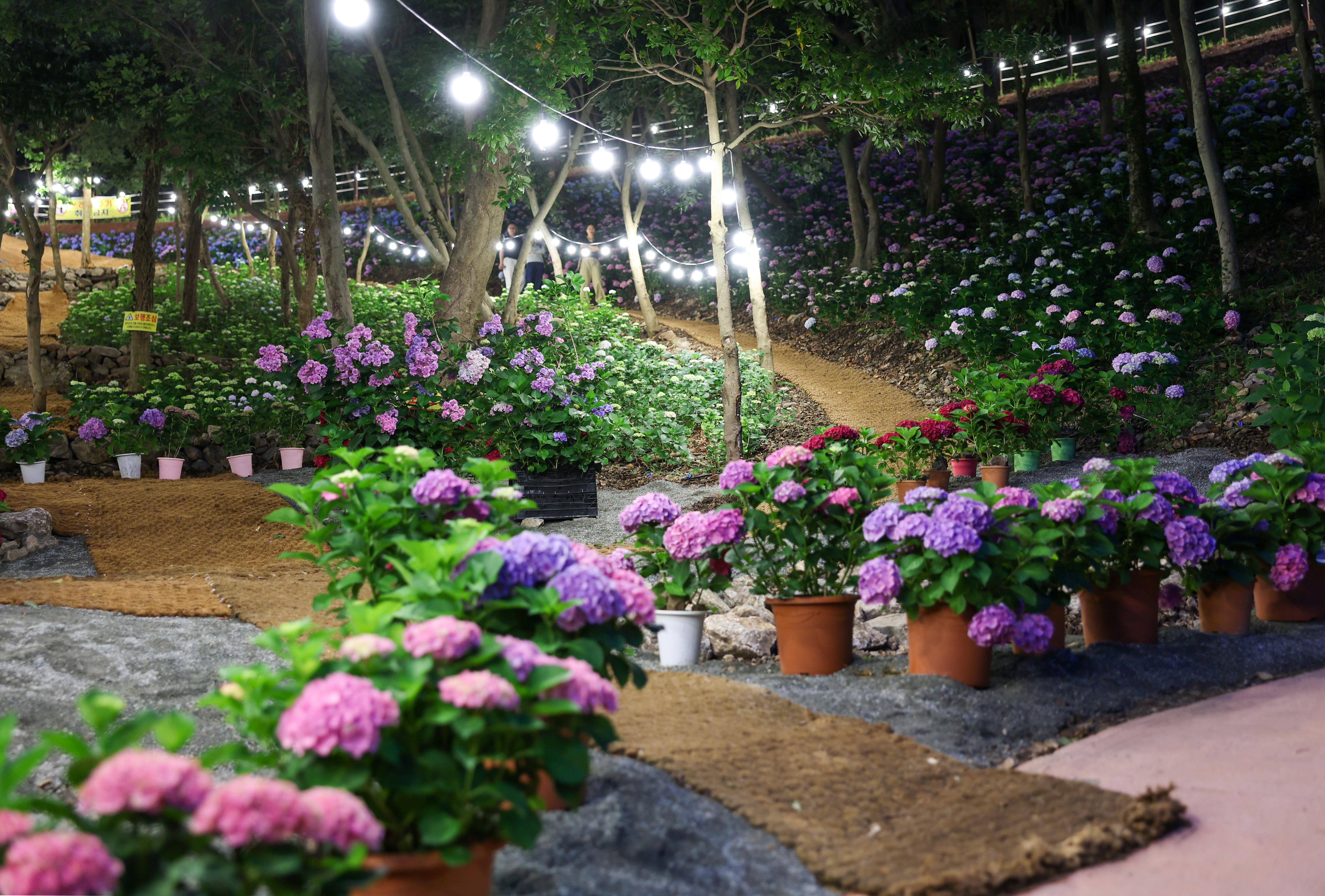 운림수국의 밤 첨부#5