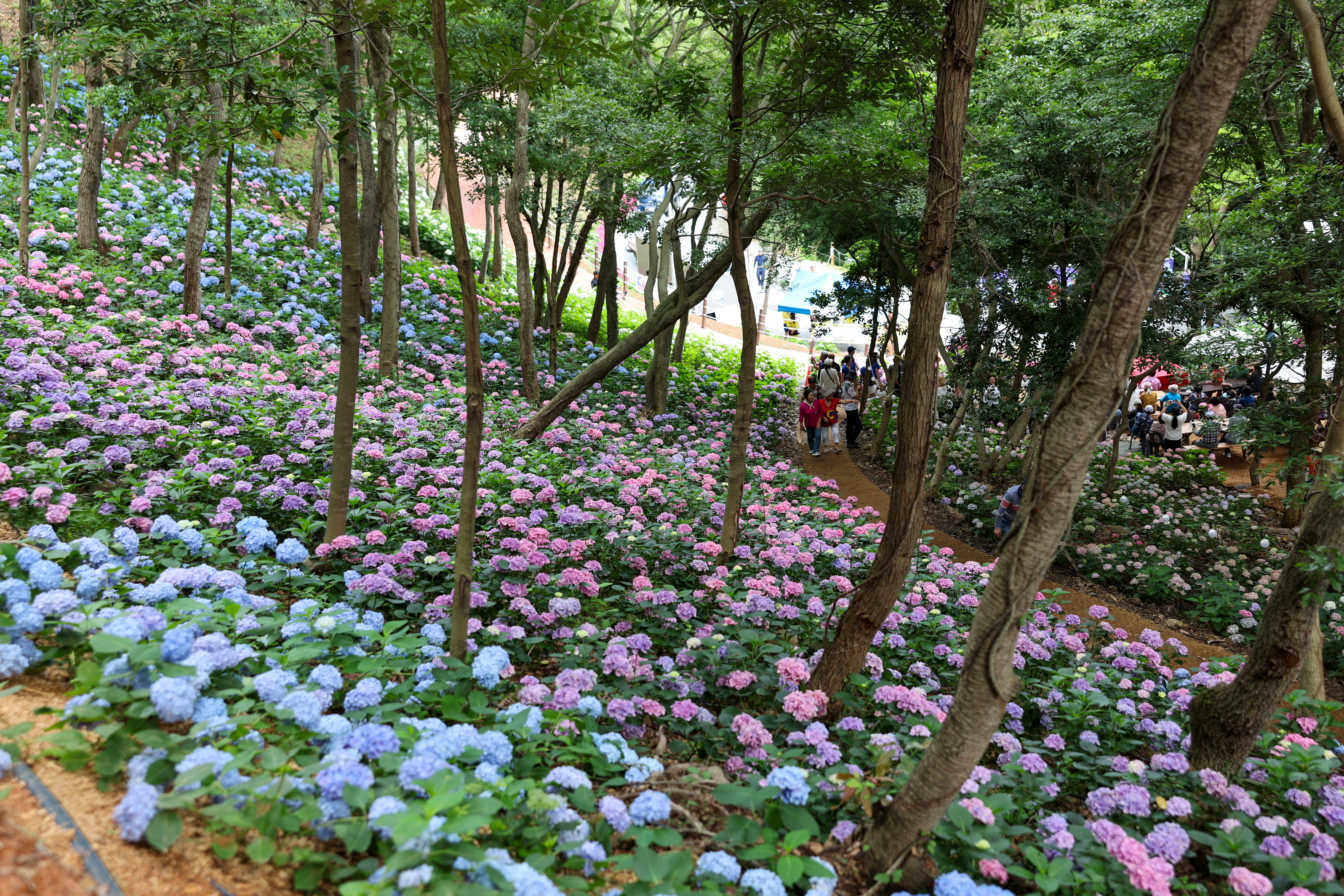 운림 수국의 밤 작은 음악회 첨부#5