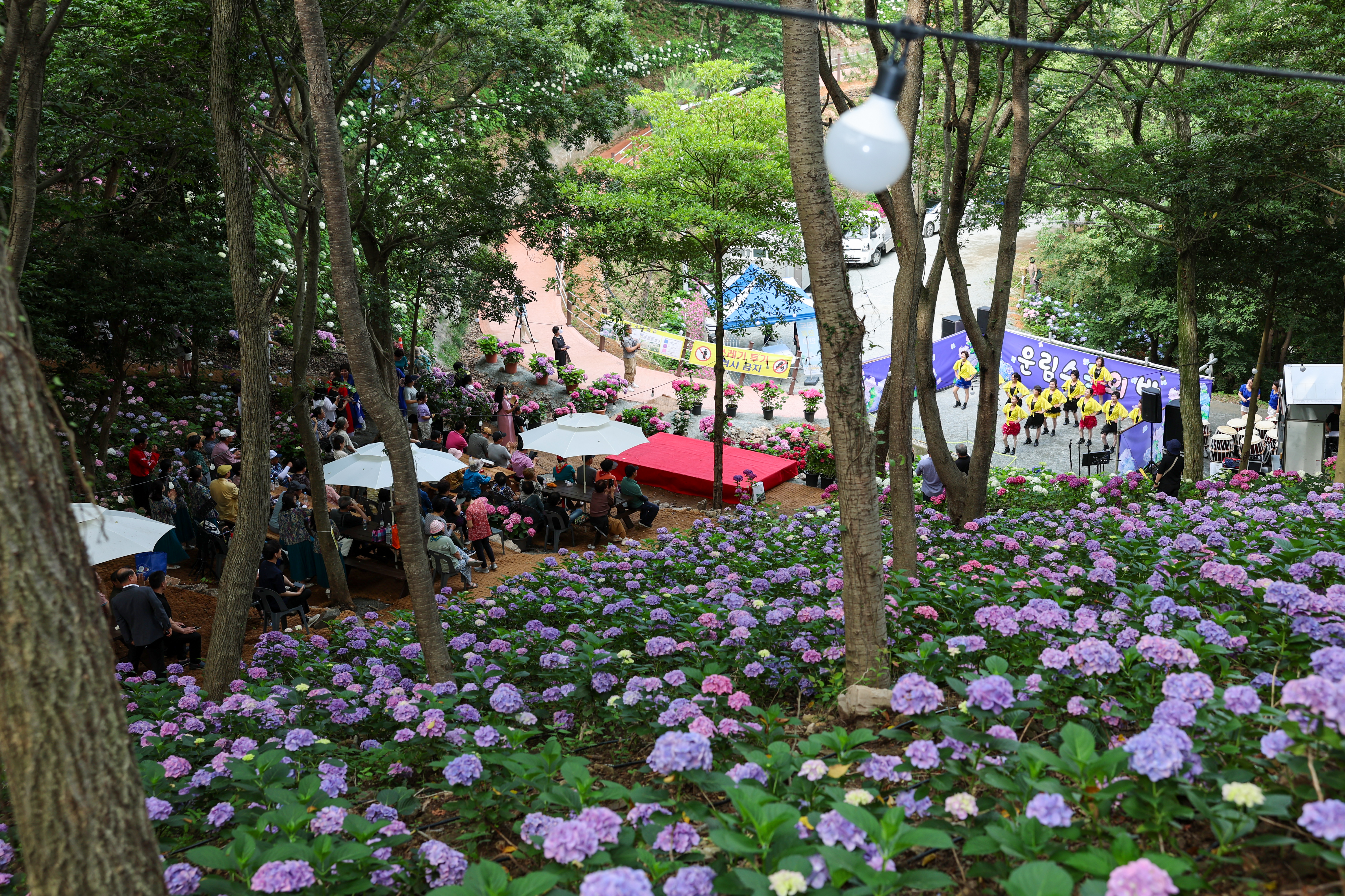 운림 수국의 밤 작은 음악회 첨부#6