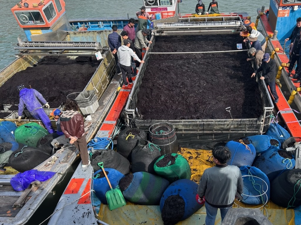 진도군, 곱창김 전국 첫 위판 시작 첨부#1