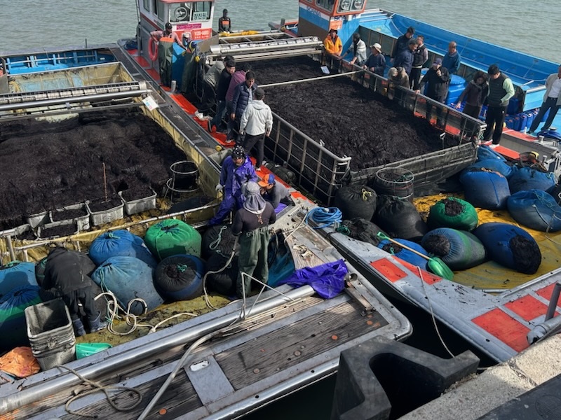 진도군, 곱창김 전국 첫 위판 시작 첨부#2