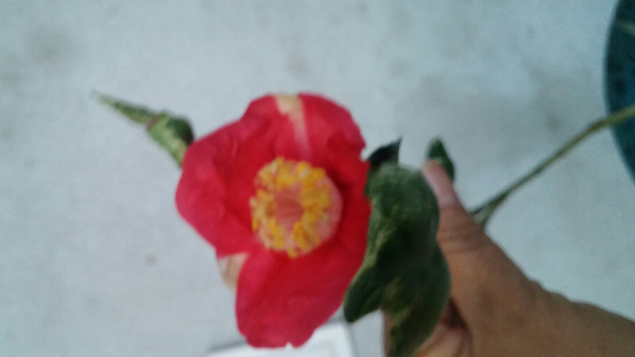 진도야생화 이미지