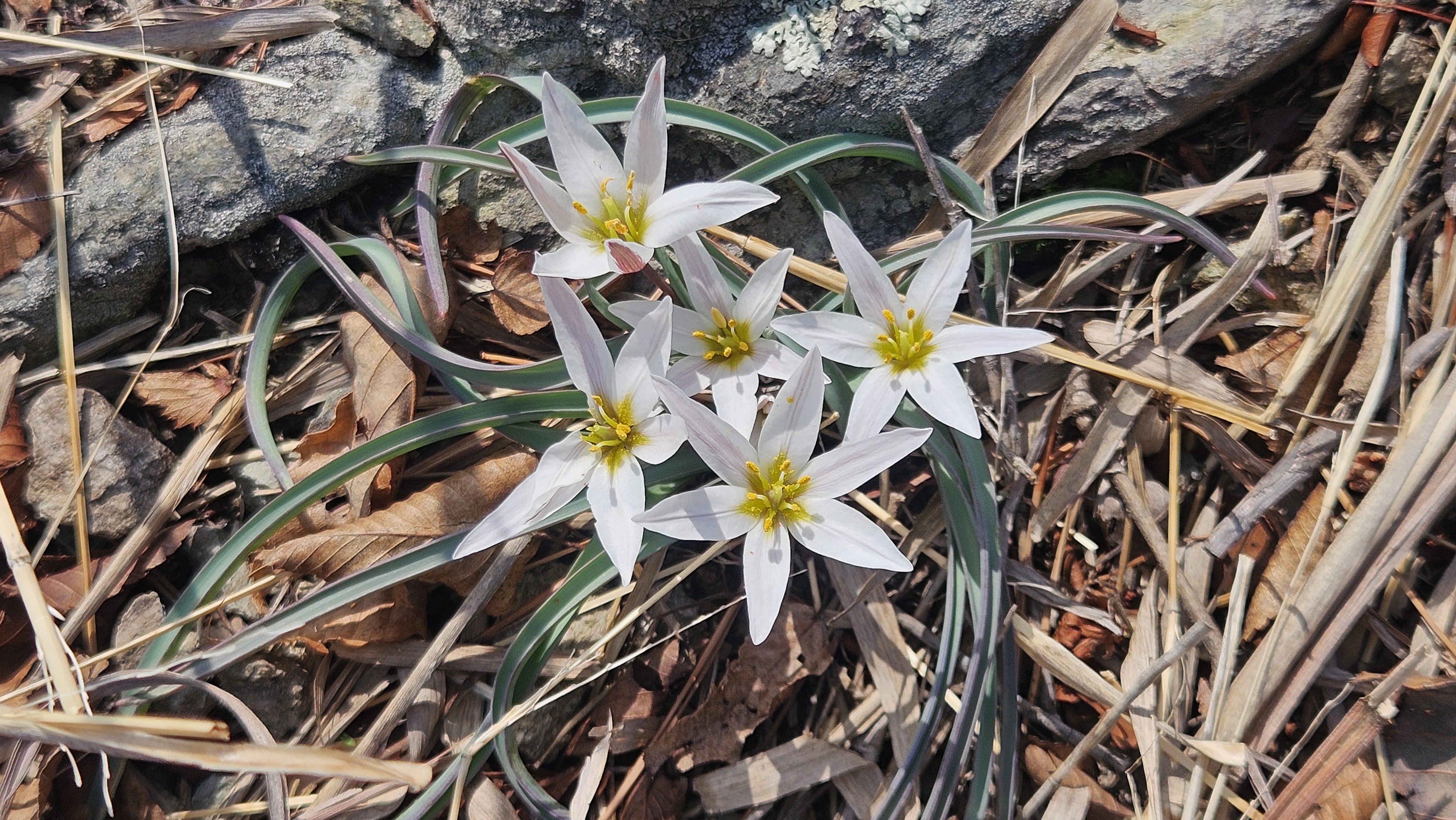 박지원 국회의원님의 100번째 금 귀 원래(매주 금요일 지역구 방문)을 진심으로 축하드리며 깊이 존경의 마음을 전합니다 첨부#1