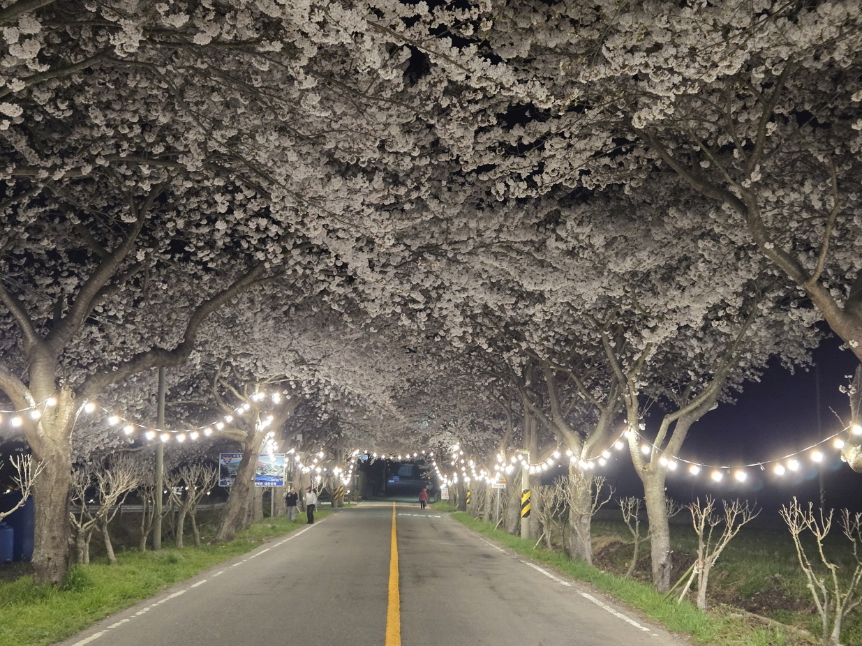 진도 운림산방, 야간 벚꽃 터널로 ‘낭만 더한다’ 첨부#4